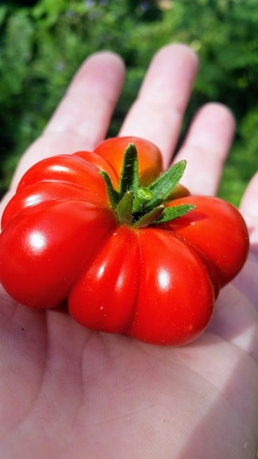 1 tomato cf